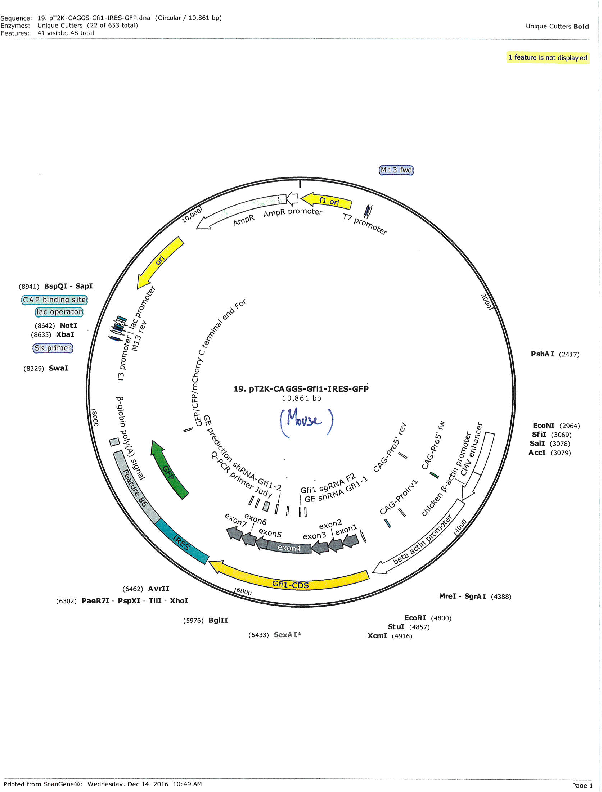 pT2K-CAGGS-mouse Gfi1-IRES-GFP质粒图谱